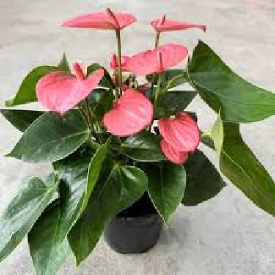 ANTORYUM